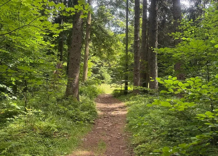 Nad údolím šumava Prachatice